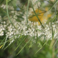 Asparagus falcatus L.